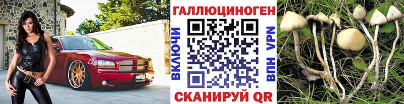 закладка  Камбарка  Псилоцибиновые грибы мухоморы 
